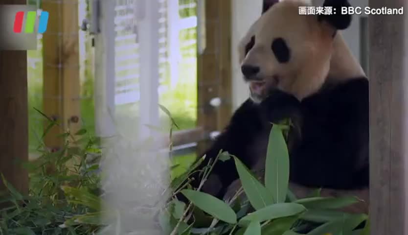 动物园付不起租用费 旅英大熊猫明年或提前归国