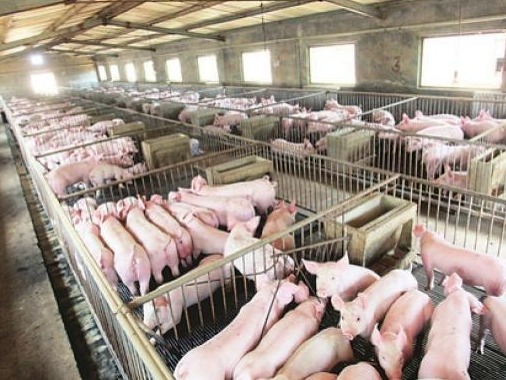 中国畜牧业源头保障如何？主要畜禽核心种源自给率超75％