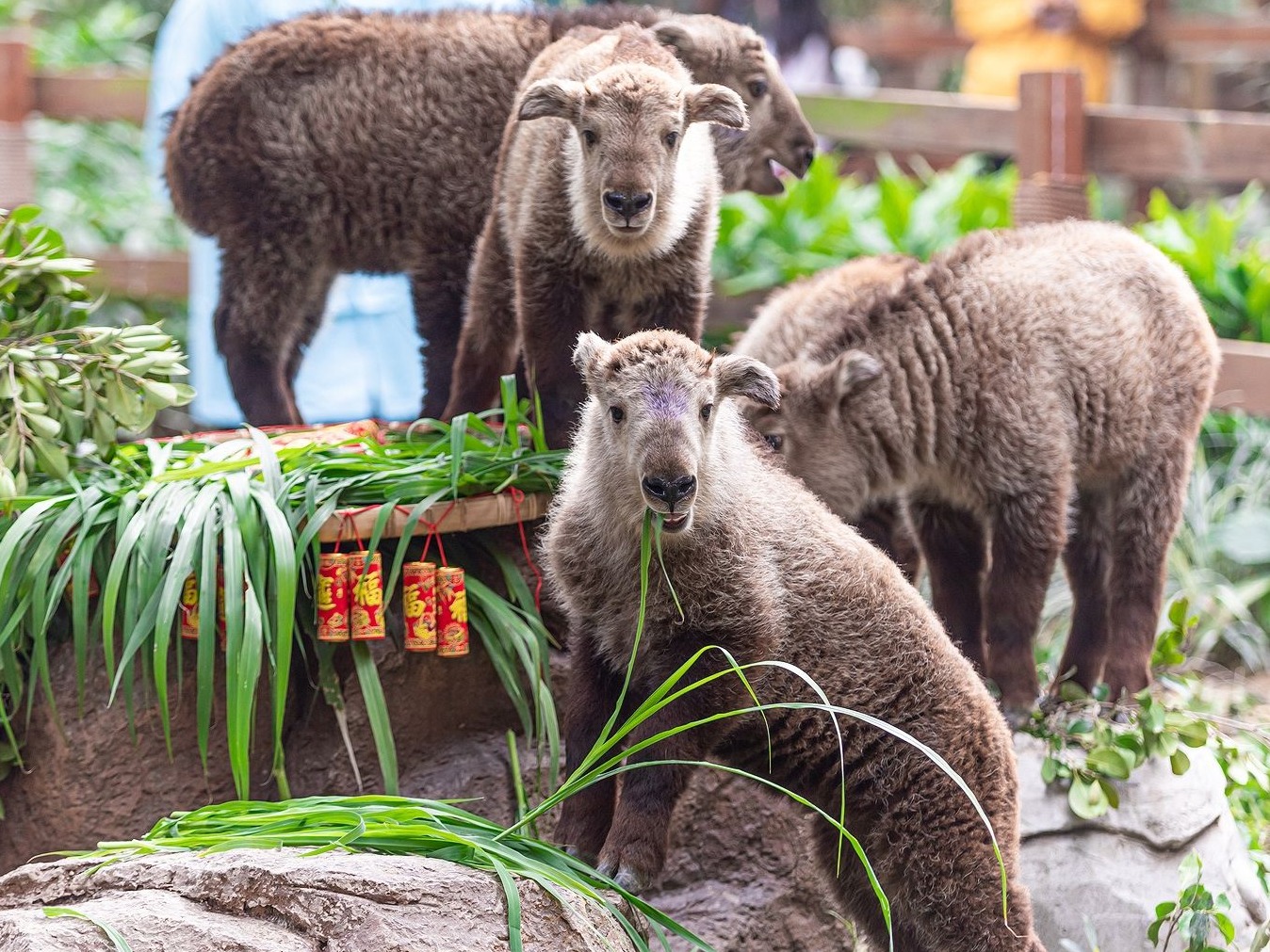 金牛迎牛年，珍稀国宝金毛羚牛宝宝在广州满月了