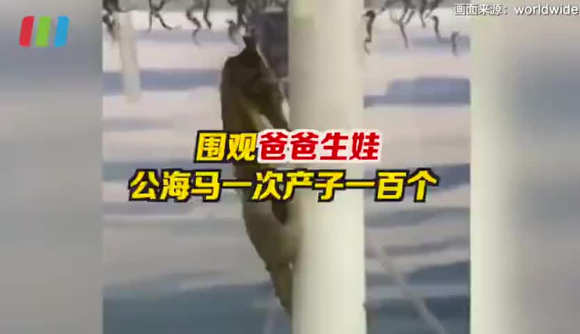 海马爸爸一次生娃一百个 雄海马是这样带崽的
