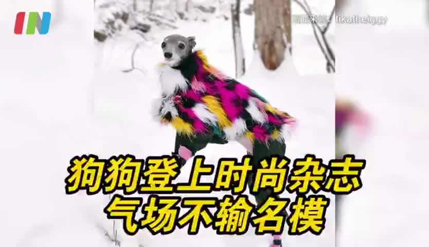 加拿大时尚网红狗被vogue专访