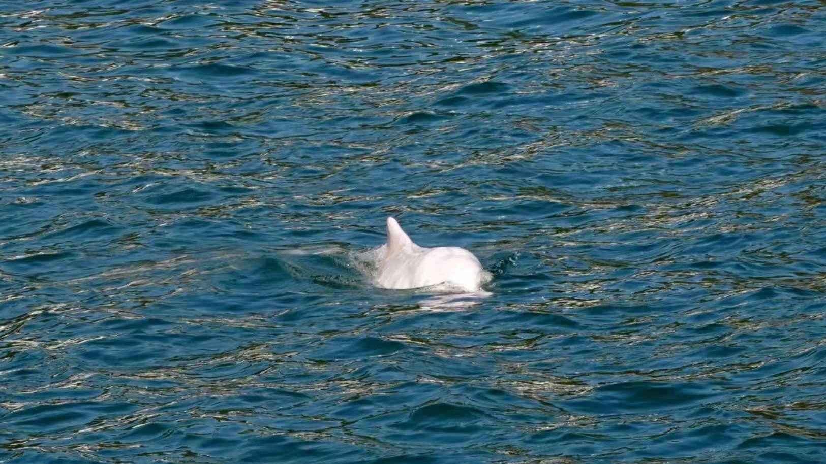 独家 | 深圳双喜临门！两处海域同现不同类海豚身影 