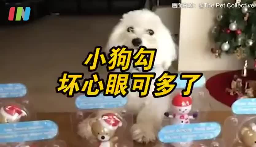 小狗勾模仿一下又能有什么坏心眼