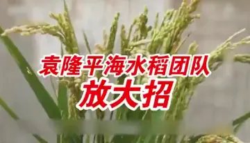 袁隆平海水稻团队放大招：实现亿亩荒滩变良田
