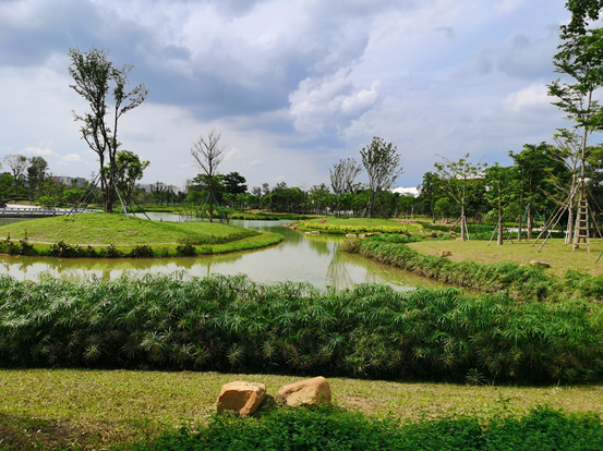 凤凰街道鹅颈水湿地公园景美如画游人如织