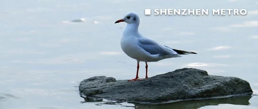 超美！地铁9号线邀你观鸟看海，万只候鸟回到深圳湾！