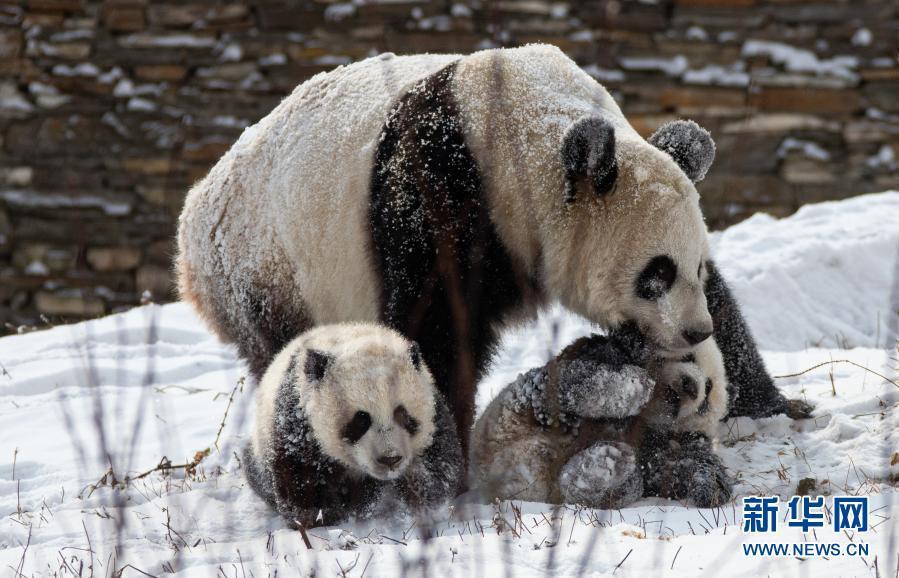 中国大熊猫保护研究中心 一位母亲“冬训”双胞胎幼仔