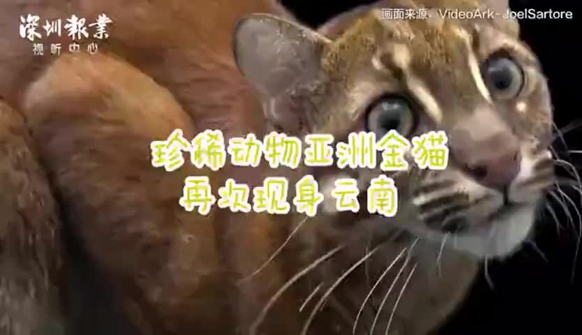 时隔两年！珍稀动物亚洲金猫再次现身云南