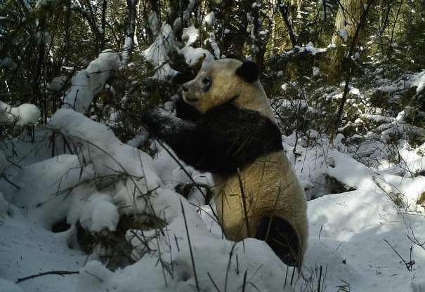 四川勿角自然保护区多次拍摄到野生大熊猫画面