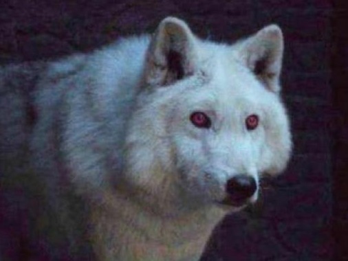 DNA测序发现：《权力的游戏》中的冰原狼是现代狼远亲