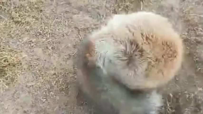 赤狐捕猎头卡老鼠洞口 牧民成功解救