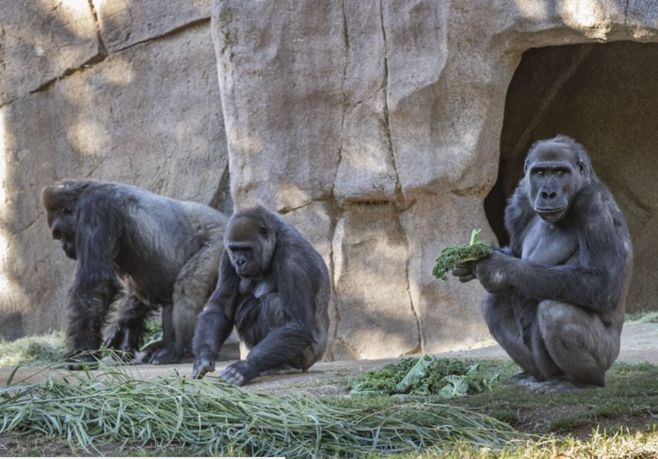 美国一群濒危大猩猩感染新冠，感染源或为野生动物保护组一成员