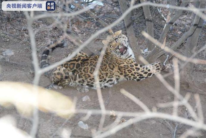 山西侦破一起非法狩猎案，解救一只国家一级保护动物金钱豹