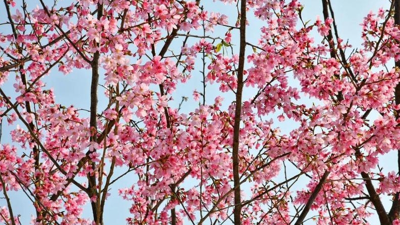 冬日限定樱花！番禺这个地方美若仙境，快来打卡！