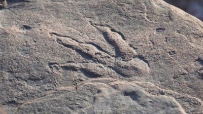 英国4岁女童发现2亿年前恐龙脚印 专家惊叹不已