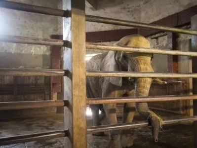 武汉动物园里，非洲象用暖气、河马泡“温泉” 
