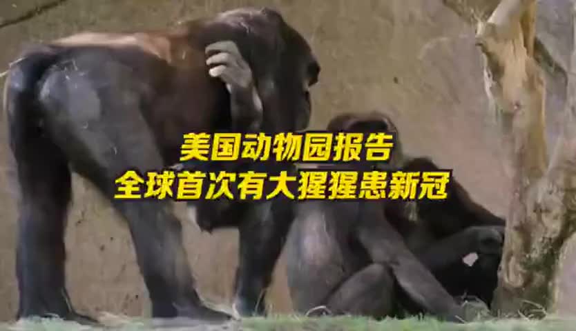 美国报告全球首例大猩猩感染新冠，出现轻微咳嗽症状