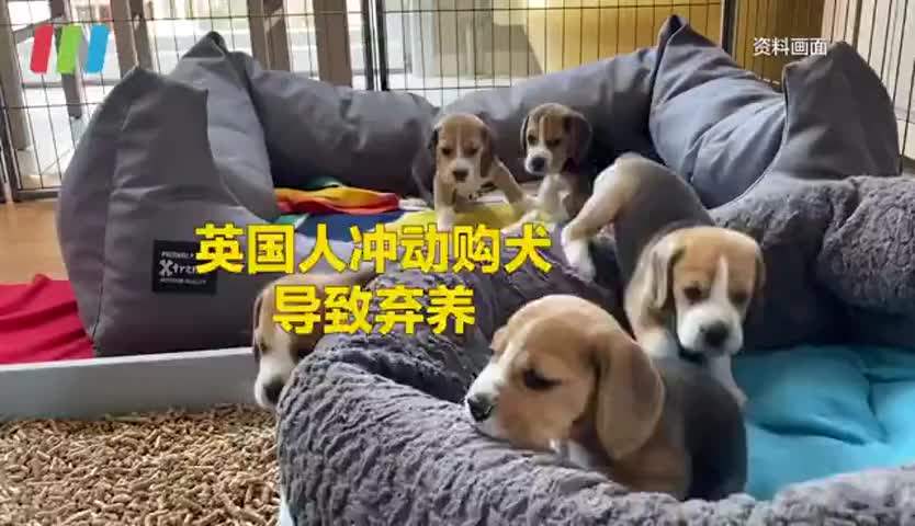 英国人大量弃养疫情期购买的幼犬