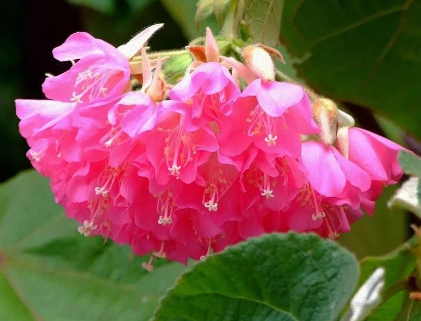 仙湖花签丨第四十一签：绽放