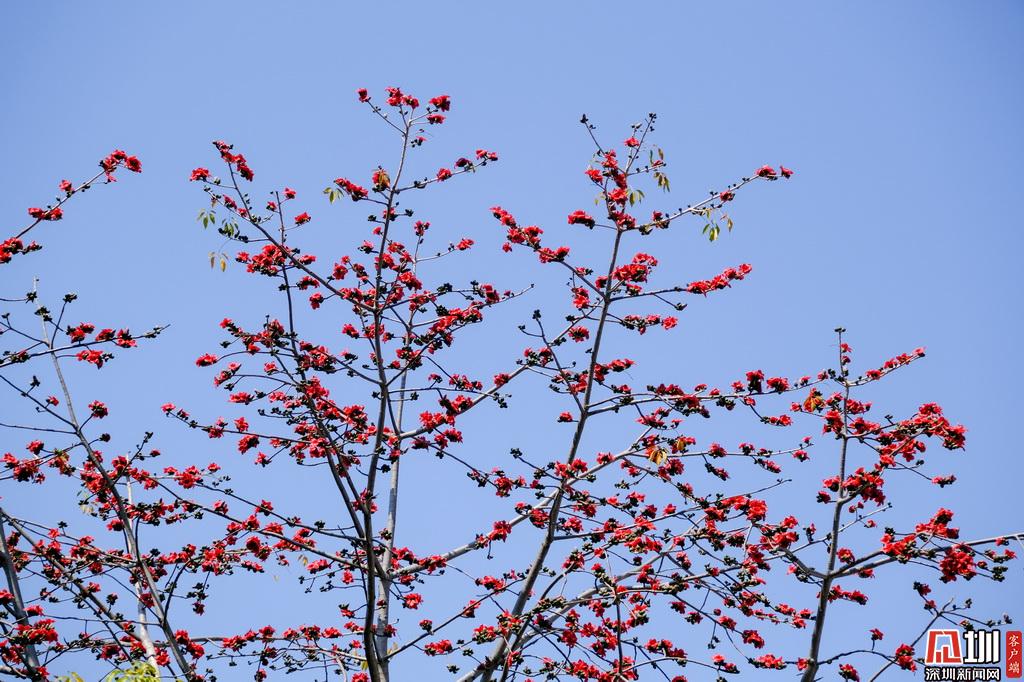 木棉花开半天中天上云霞相映红 深圳新闻网