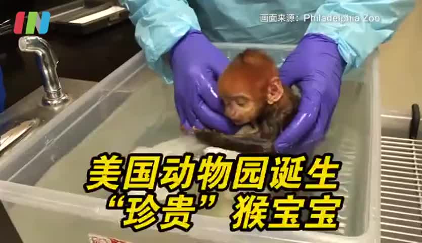 超萌稀有小猴子～美国动物园诞生濒危猴宝宝