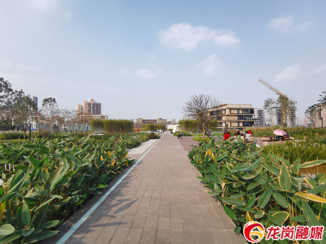 又上新了！龙岗这个公园已对市民开放！