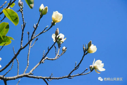 白衣仙子 深山含笑好惊艳 揭开深圳海拔最高花海的神秘面纱 深圳新闻网