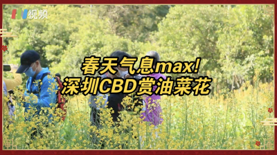 春天气息max！春节在深圳CBD赏油菜花