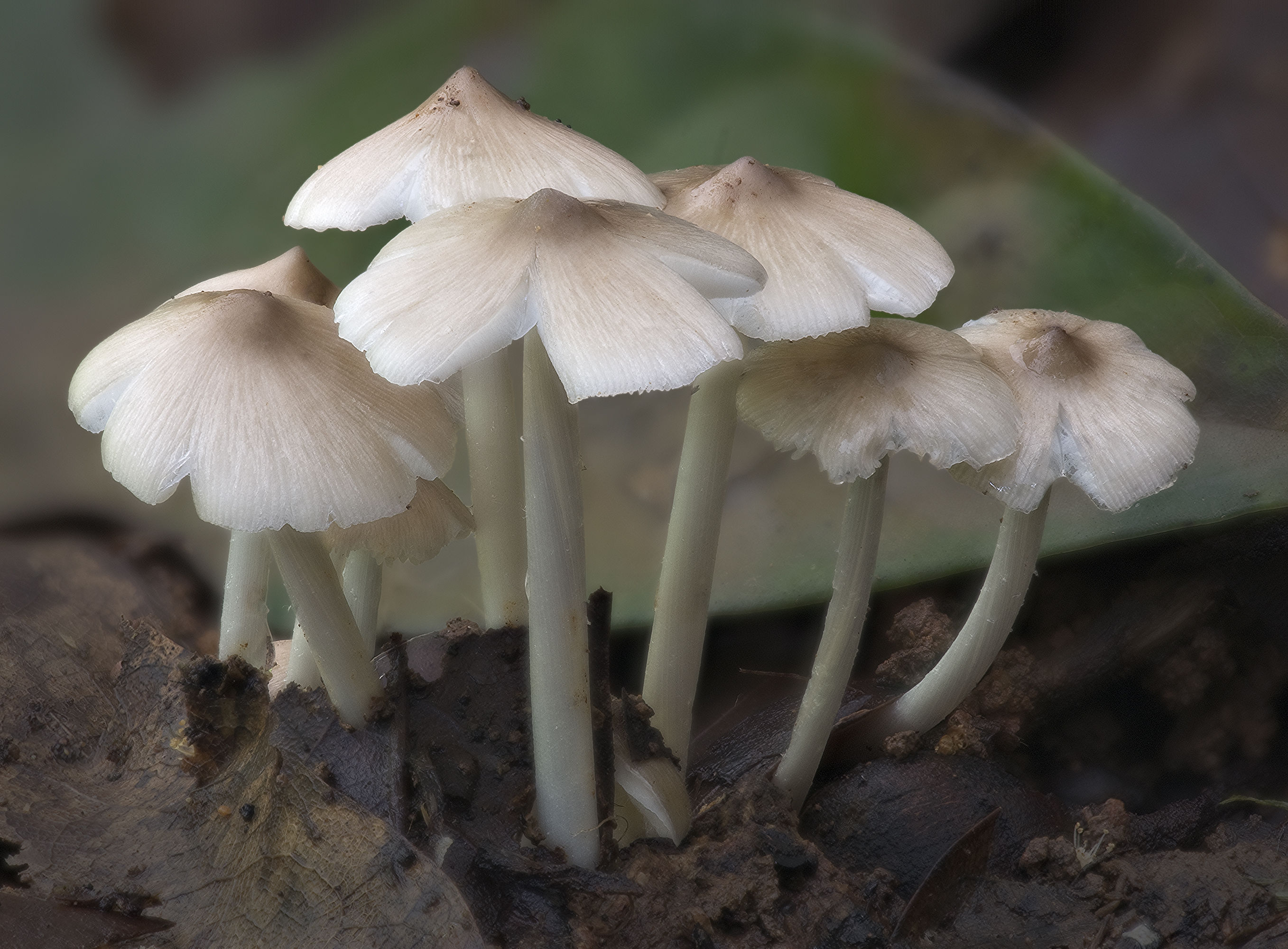 蘑菇的种类 种植图片
