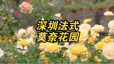 浪漫唯美！深圳市区隐藏的月季花园开花啦