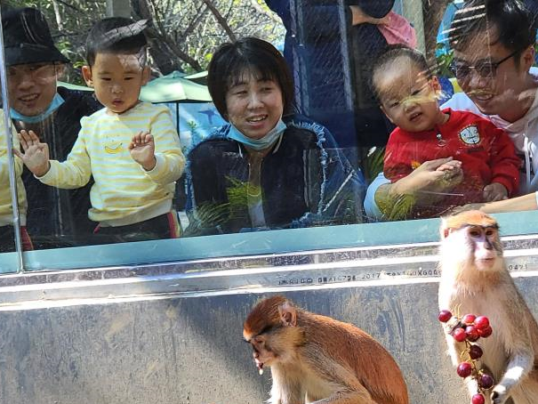 深圳野生动物园动物萌态十足吸引八方游客