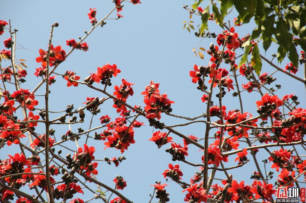 木棉花开半天中天上云霞相映红 深圳新闻网