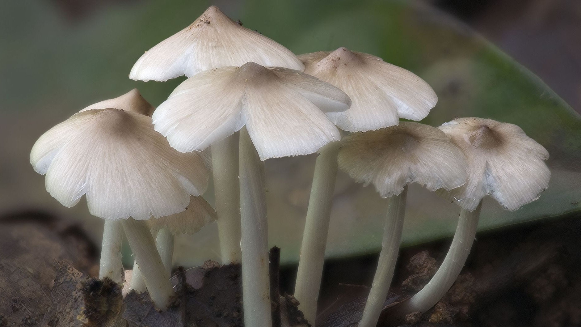 有毒无毒?全球野生食用蘑菇科学清单发布