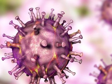 印度卫生官员：印度各地发现240种变异新冠病毒