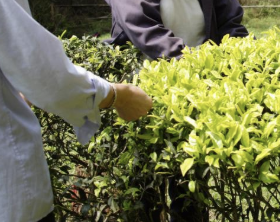 每斤数十万元、多数茶农利益受损，谁是天价岩茶幕后推手？