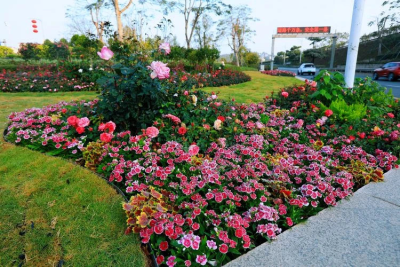 龙岗打造7个花园路口 营造“和顺致祥、幸福美满”春节氛围