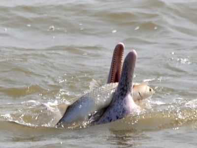 珠海金湾，白海豚结队来“贺岁”！