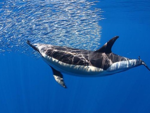 全球新增两个鲸豚遗产地