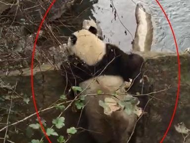 四川野生大熊猫下山过河来“拜年” 憨态可掬