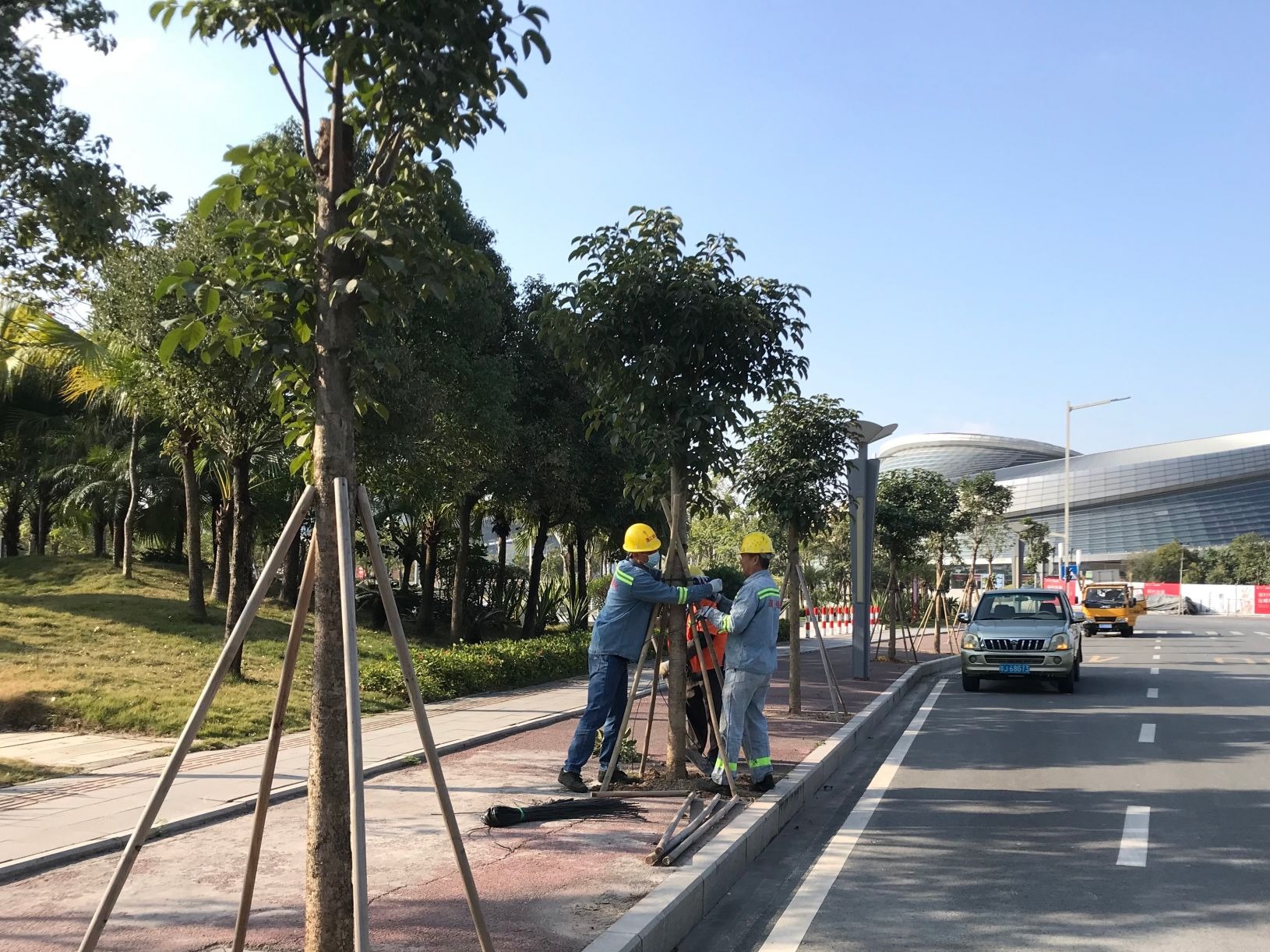 江门蓬江城管加强乔木管护，匠心“巧剪”换新颜  