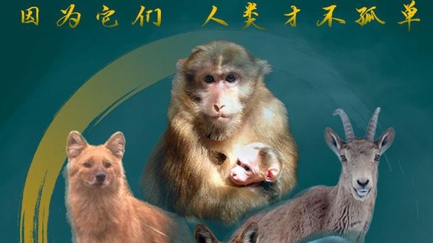 新增517种（类）野生动物为国家重点保护，长江江豚、豺等升为国家一级