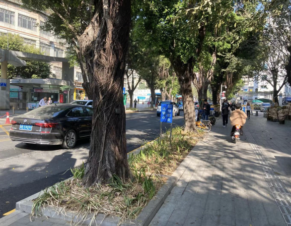 道路绿植枯萎  市民呼吁：绿植也要多养护