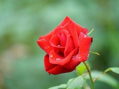 深圳“11朵红玫瑰”销量火爆