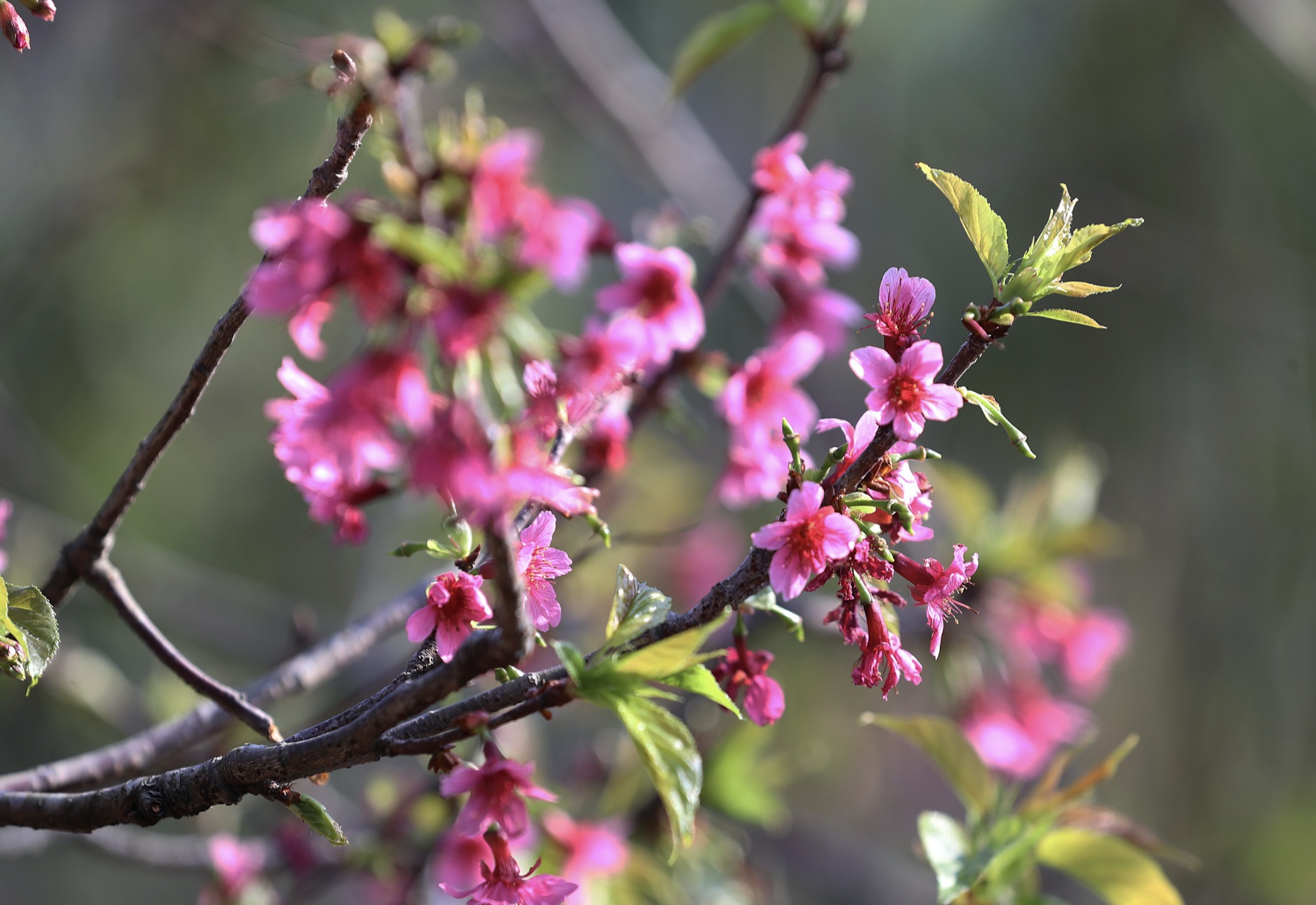 美翻了！500多株樱花盛放仙湖植物园
