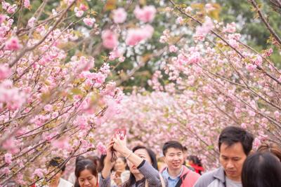 海上田园樱花来袭，春节迎来“开门红”创同期历史新高