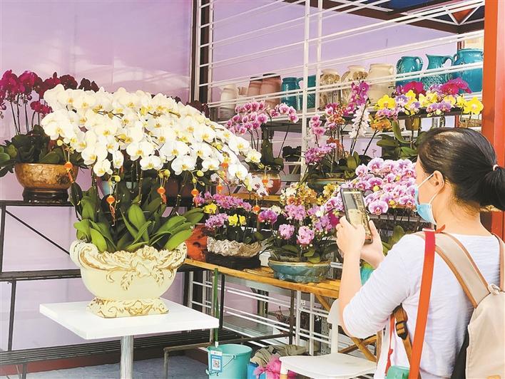 深圳年宵花价格下降近一成，线上线下购花踊跃|留深过年▪年味