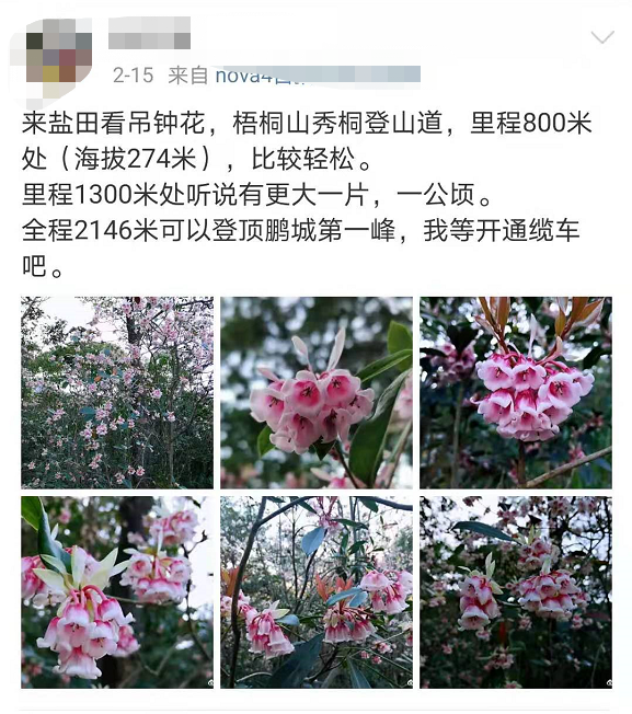 都美美的~这个周末一起来登山赏花吧图源:梧桐山风景区绝美野生吊钟