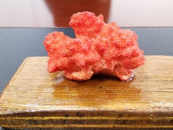 广州黄埔海关移交11件罚没石珊瑚制品