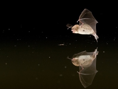 多国科学家：东南亚蝙蝠和穿山甲中发现新冠相关冠状病毒证据