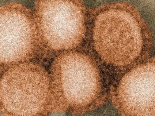 武汉大学团队：流感、新冠两种病毒共感染形同“火上浇油”
